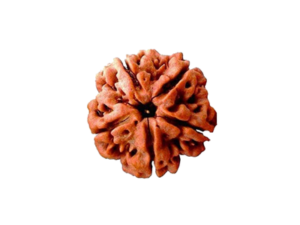 5 Mukhi Rudraksha